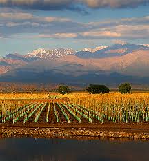 Argentina vines meet the Andes