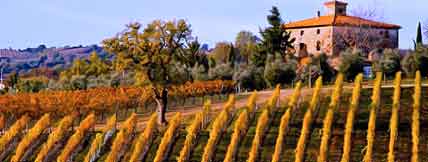 tuscany-vineyard
