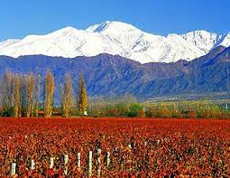 Chile Vineyards