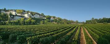 Loire Vineyards