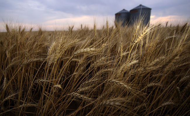 harvest-season